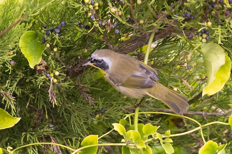 Common Yellowthroat