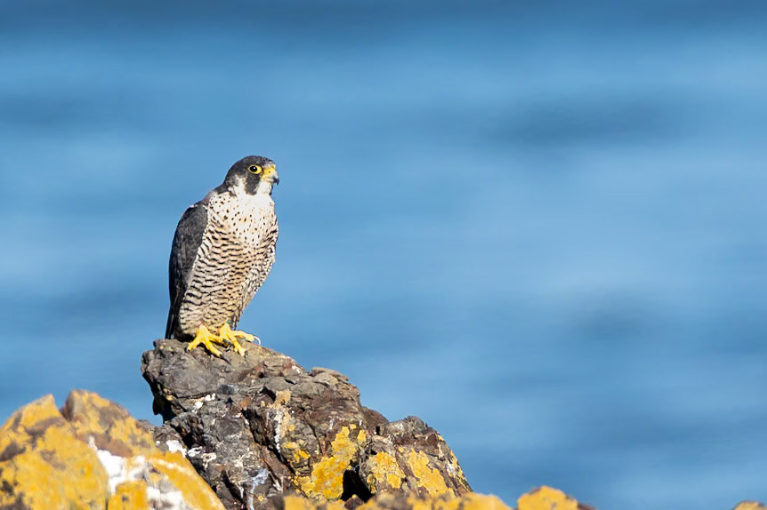Peale Falcon a subspecies of Peregrine