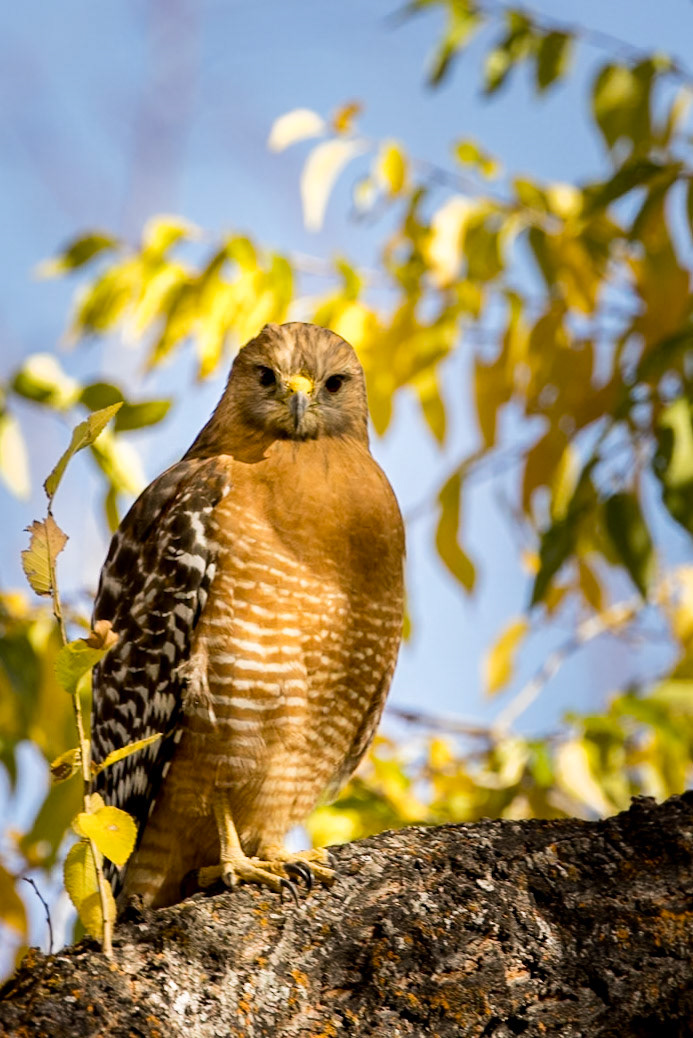 Red-shouldered Hawk