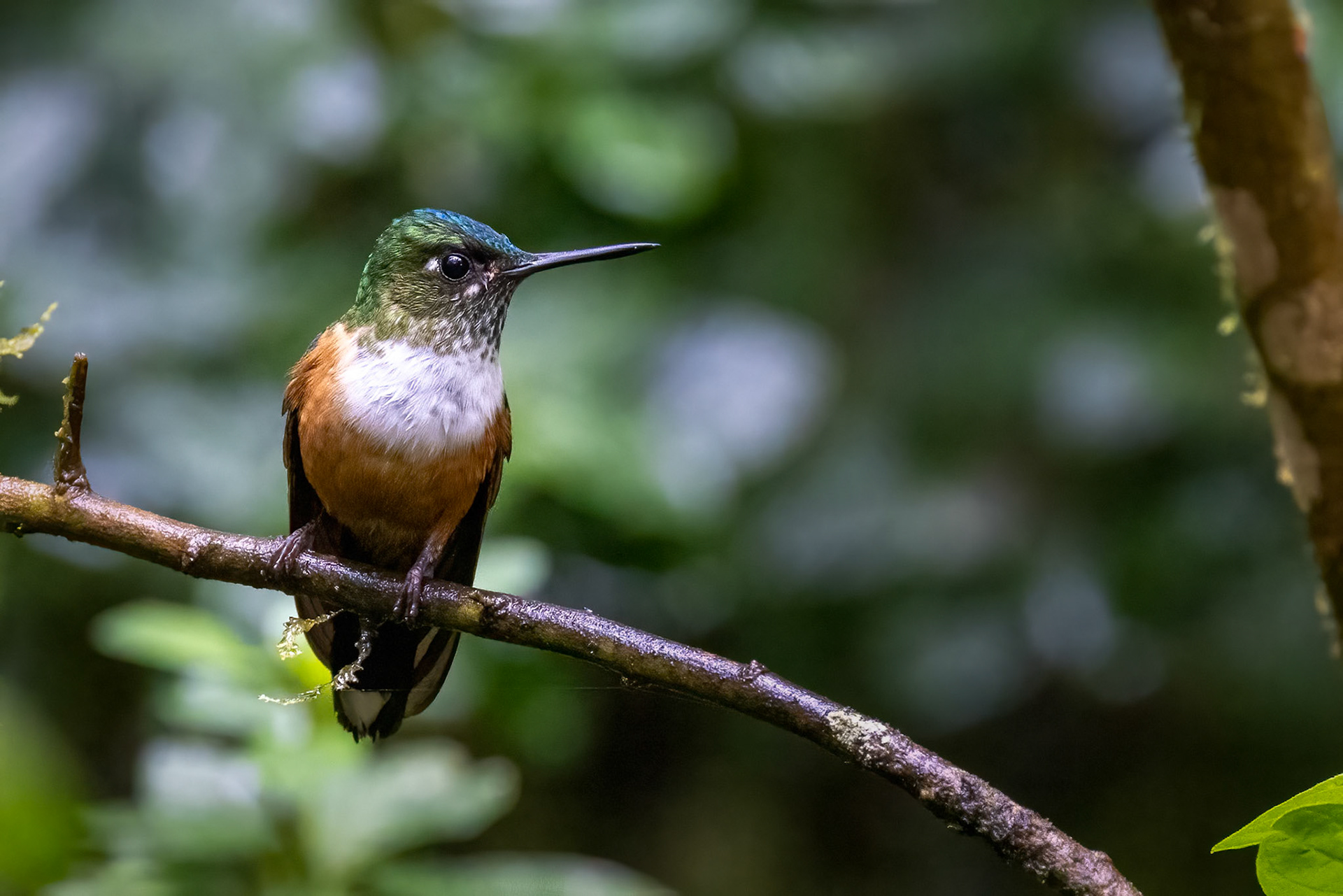 female Violet-tailed Sylph