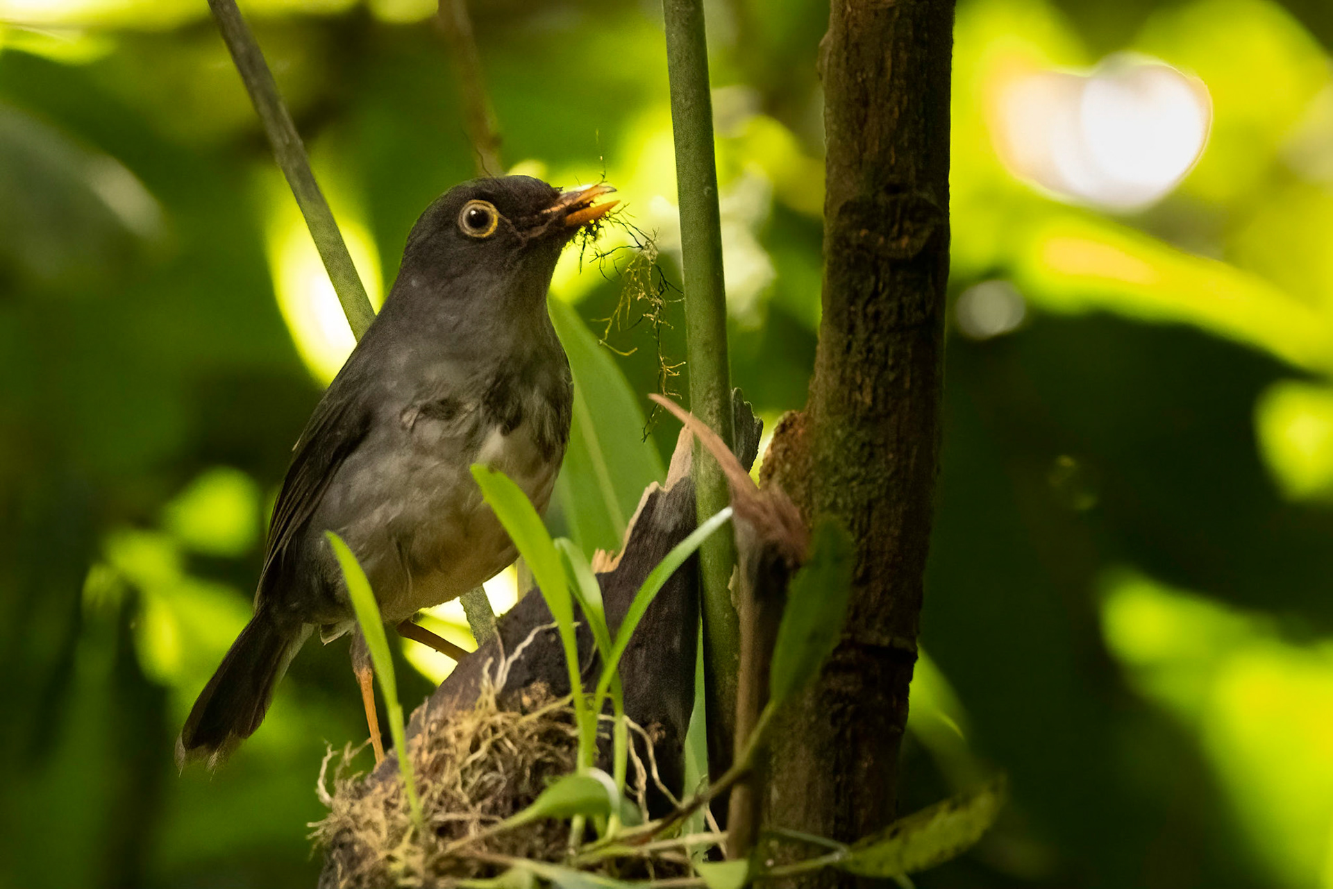 Slaty-backed Nightingale-Thrush
