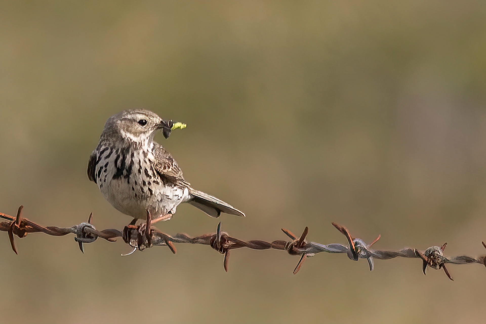Medow Pipit