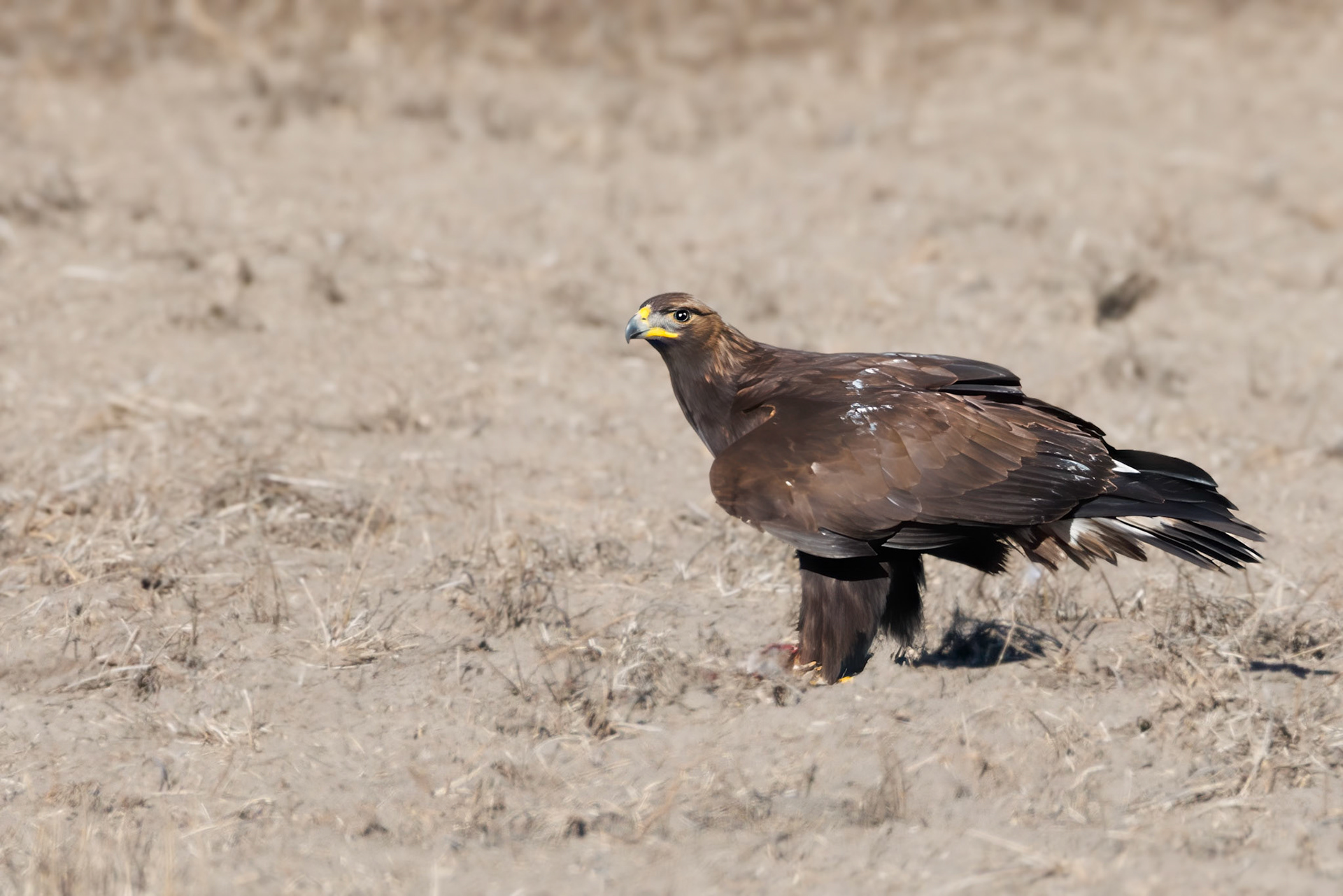 Golden Eagle
