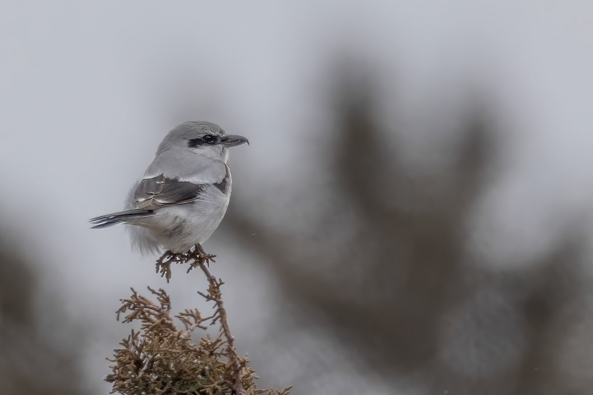 Northern Shrike