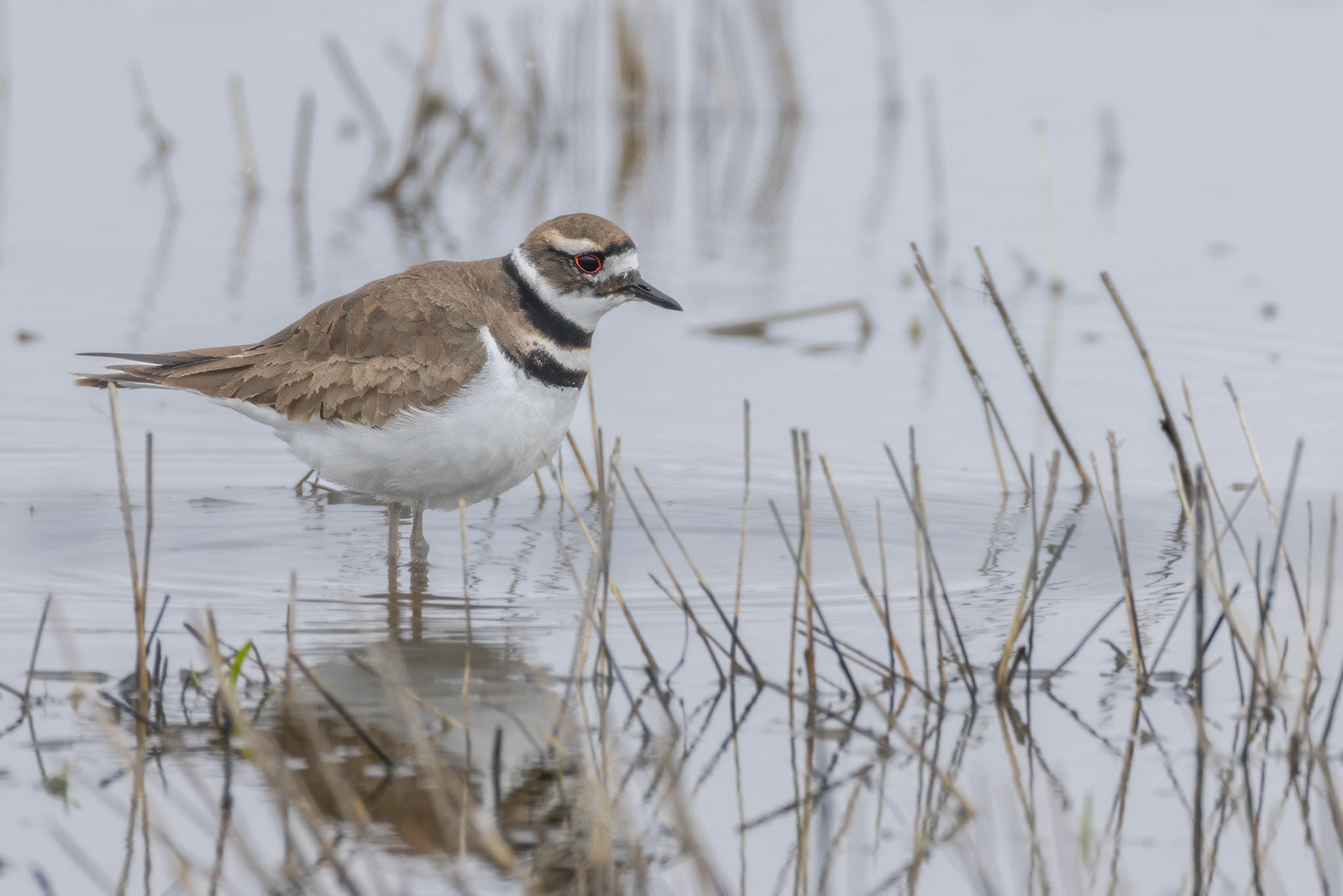 Killdeer