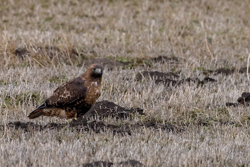 Red-tailed Hawk