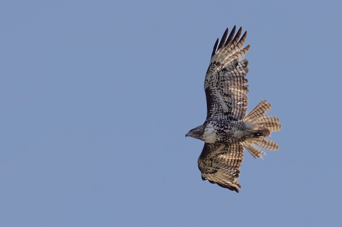 Red-tailed Hawk