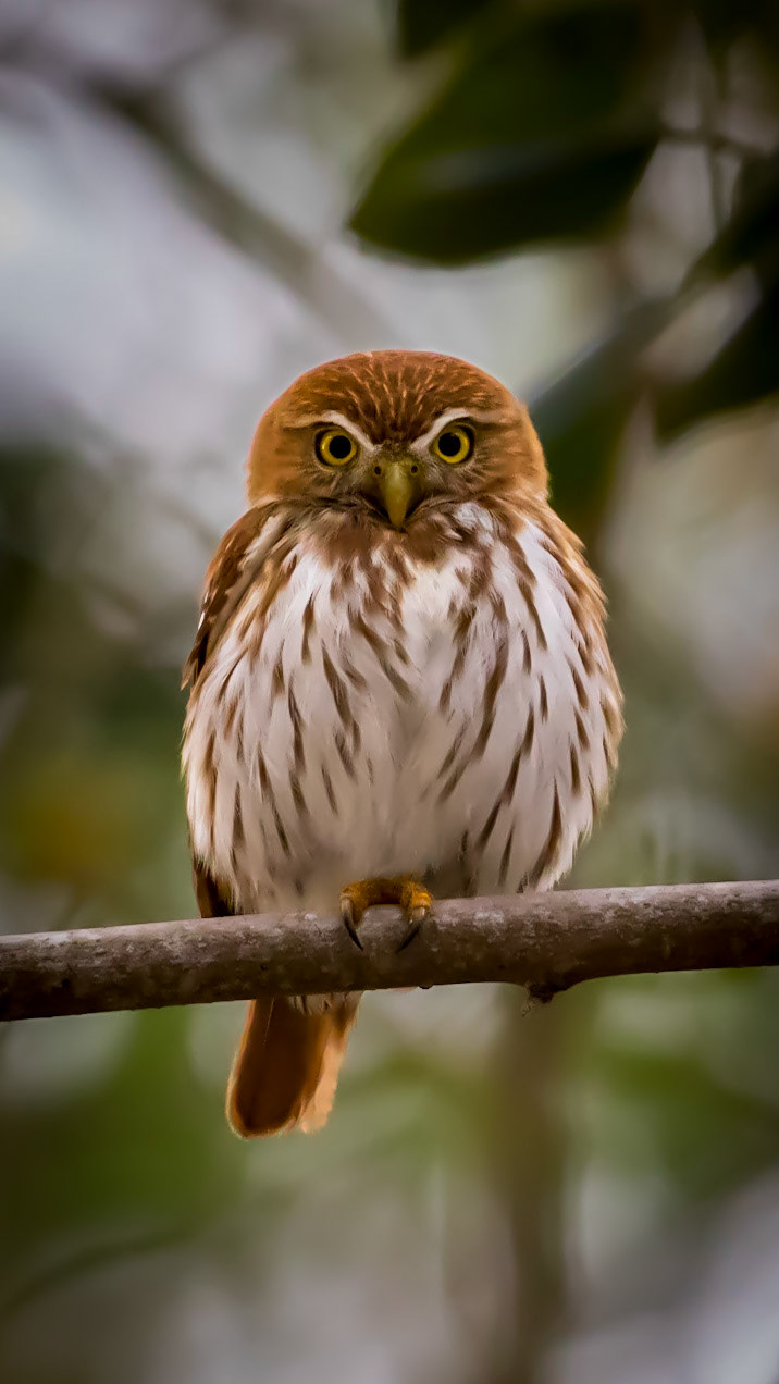 Ferruginous Pygmy Owl