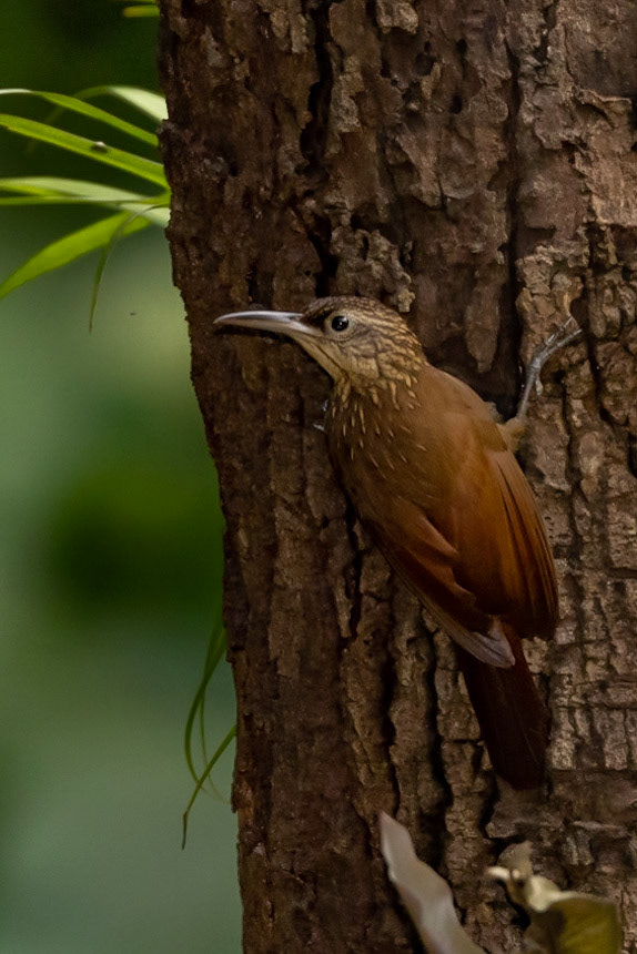 Cocoa Woodcreeper