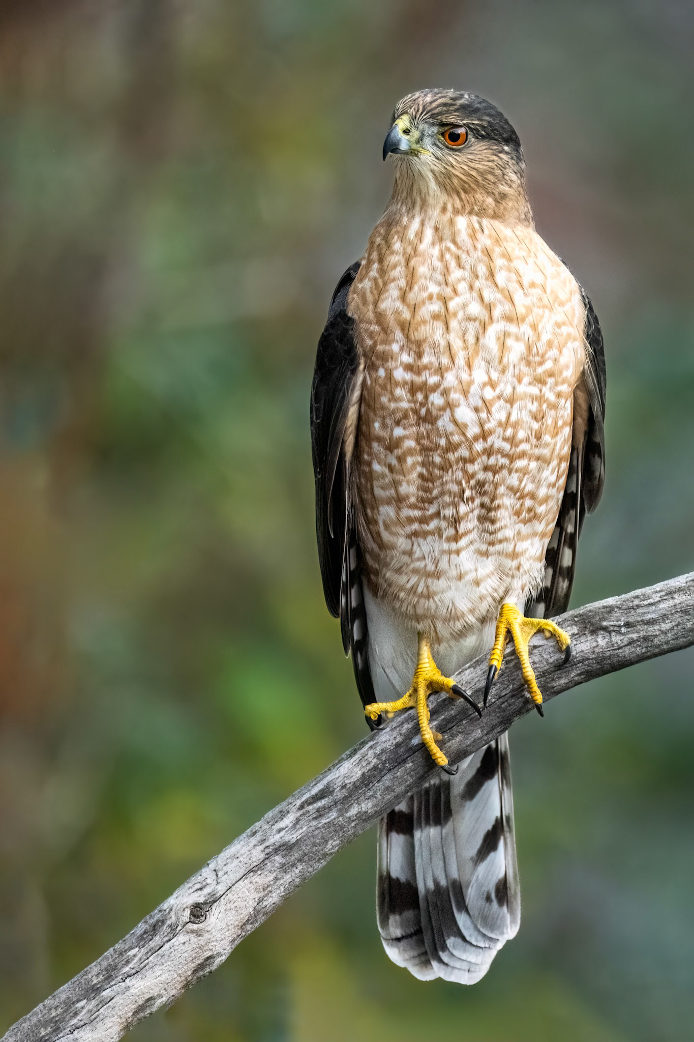 Cooper's Hawk
