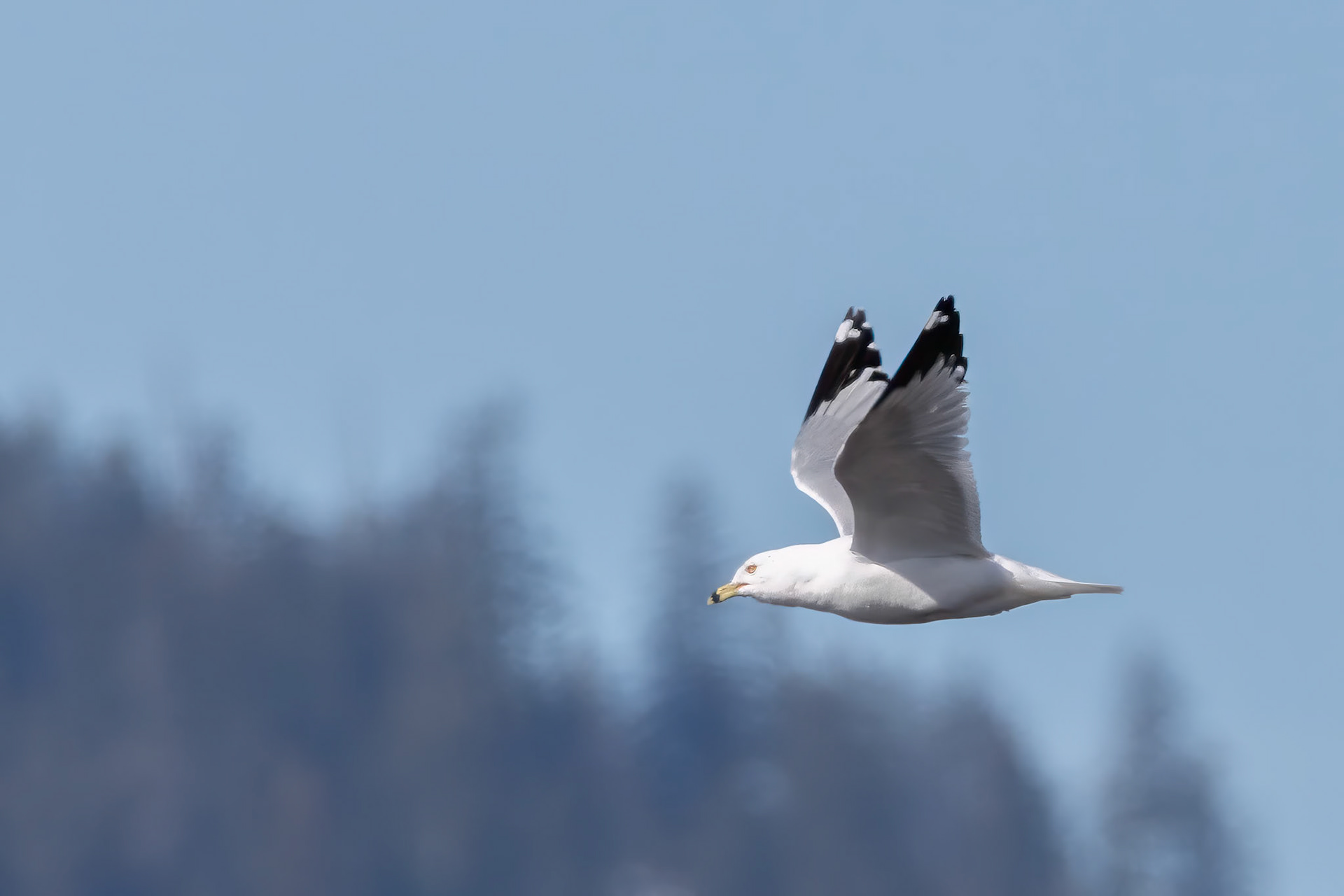 Ring-billed Gull