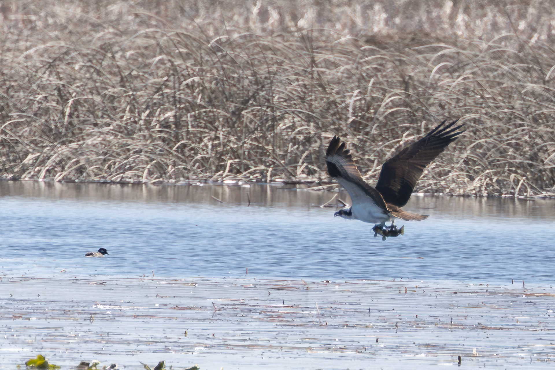 Osprey with fish