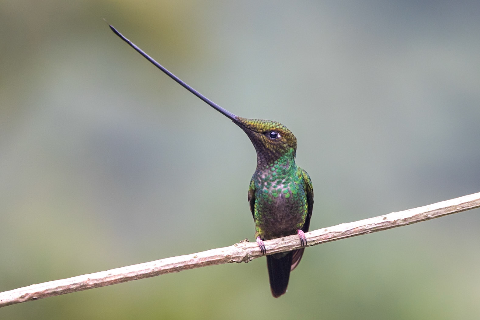 Sword-billed Hummingbird