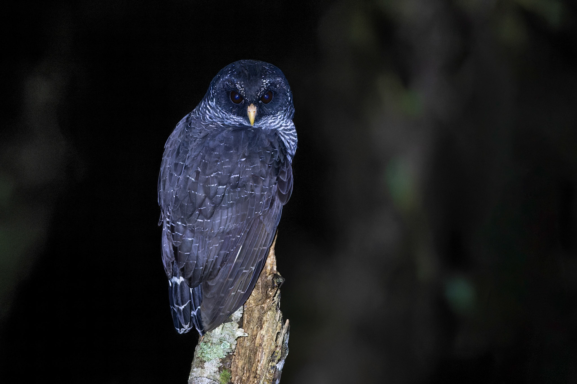 Black-banded Owl
