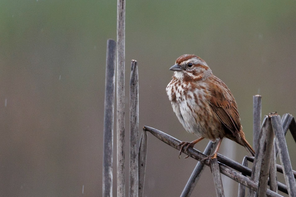 Song Sparrow