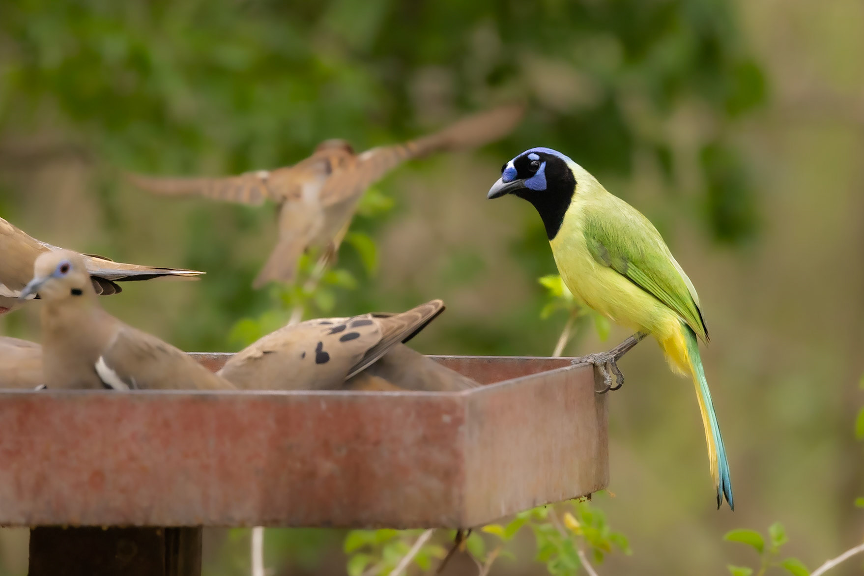 Green Jay