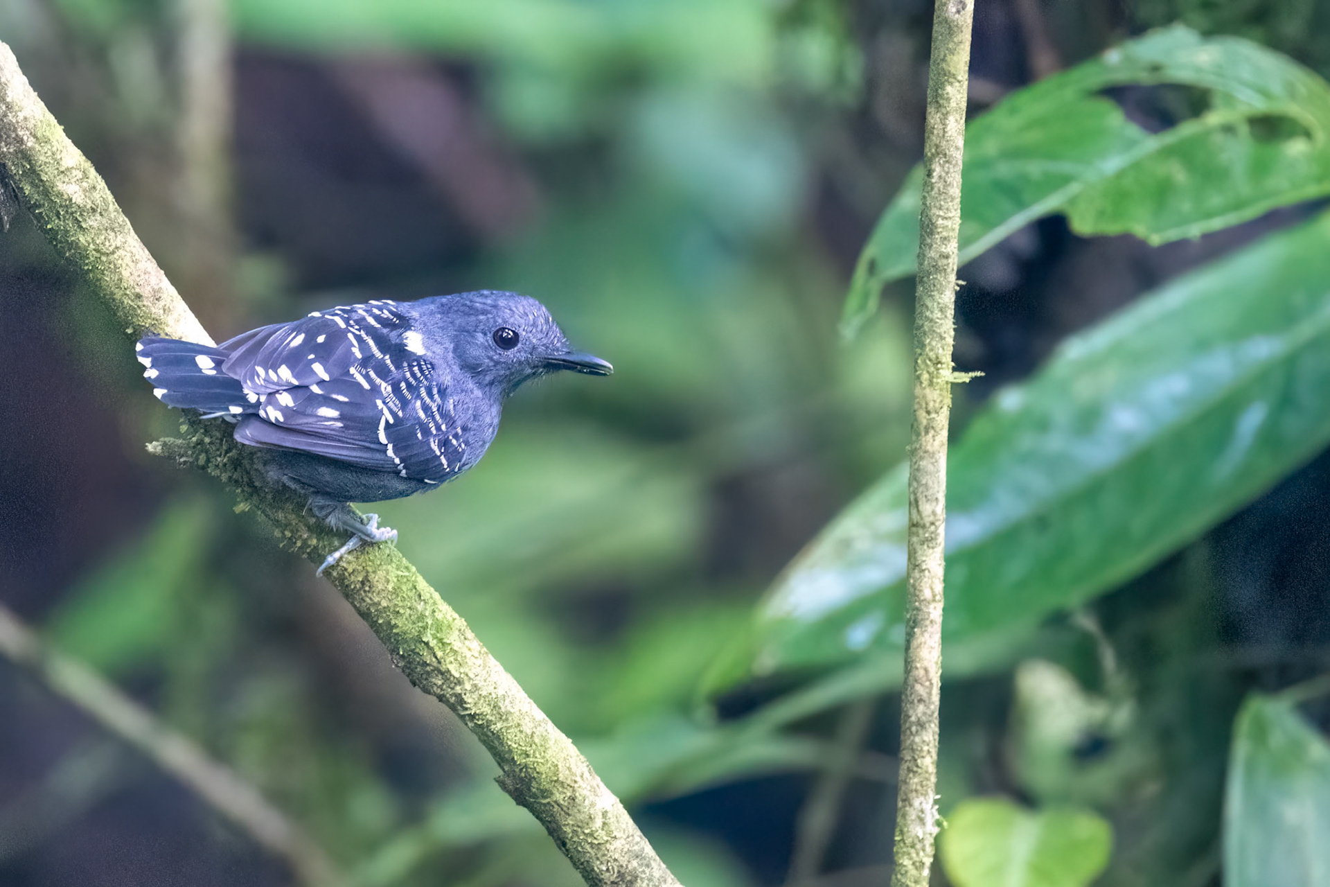 Common Scale-backed Antbird