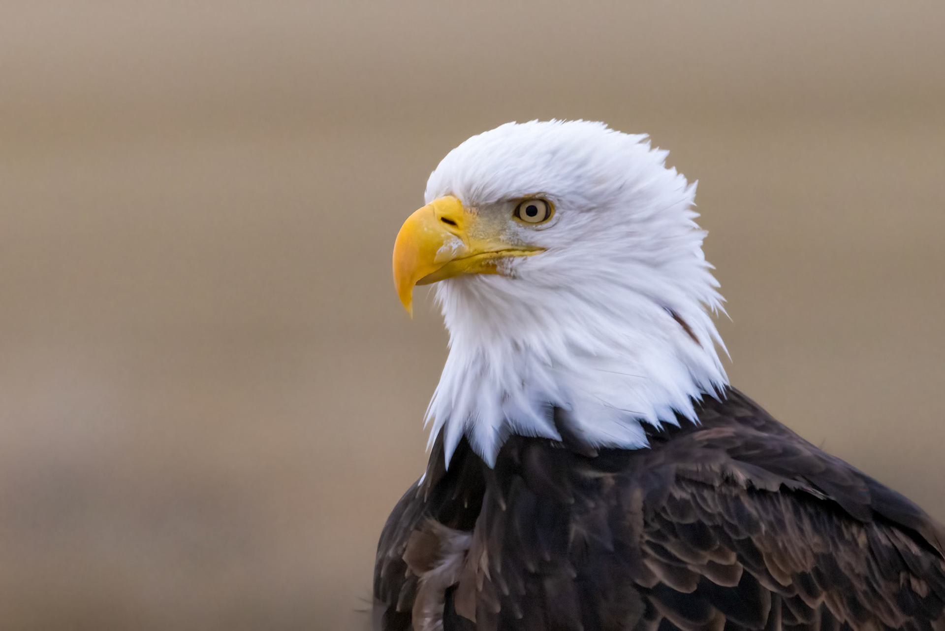 Bald Eagle
