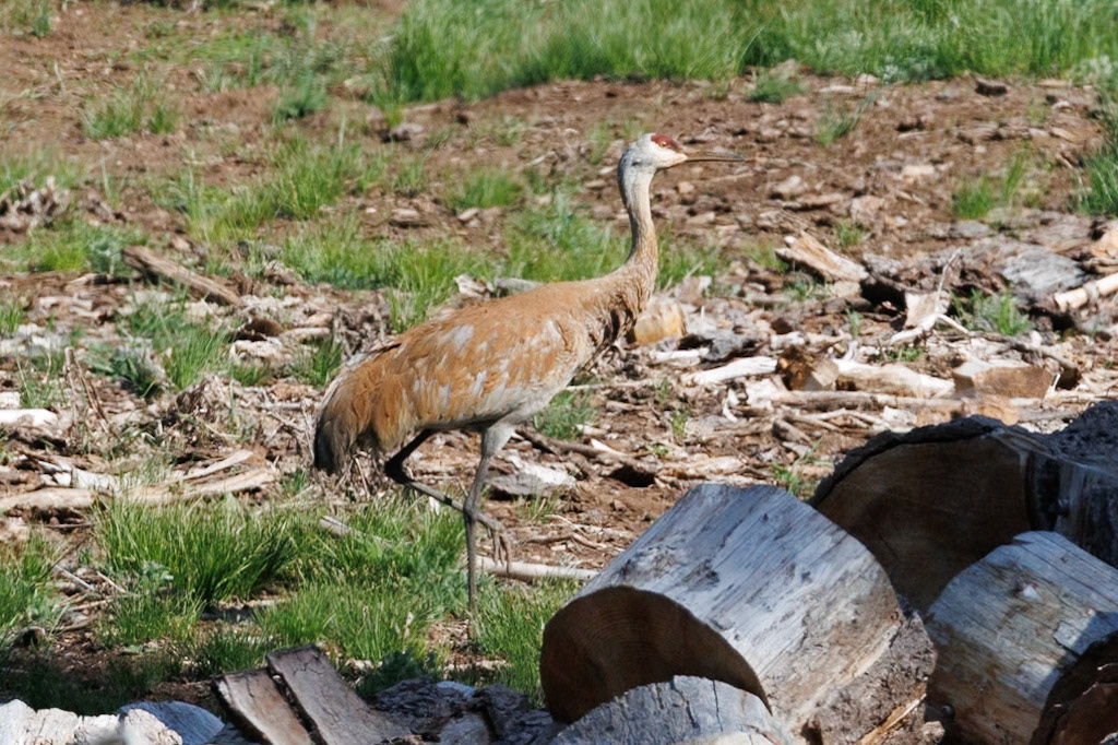 Sandhill Crane