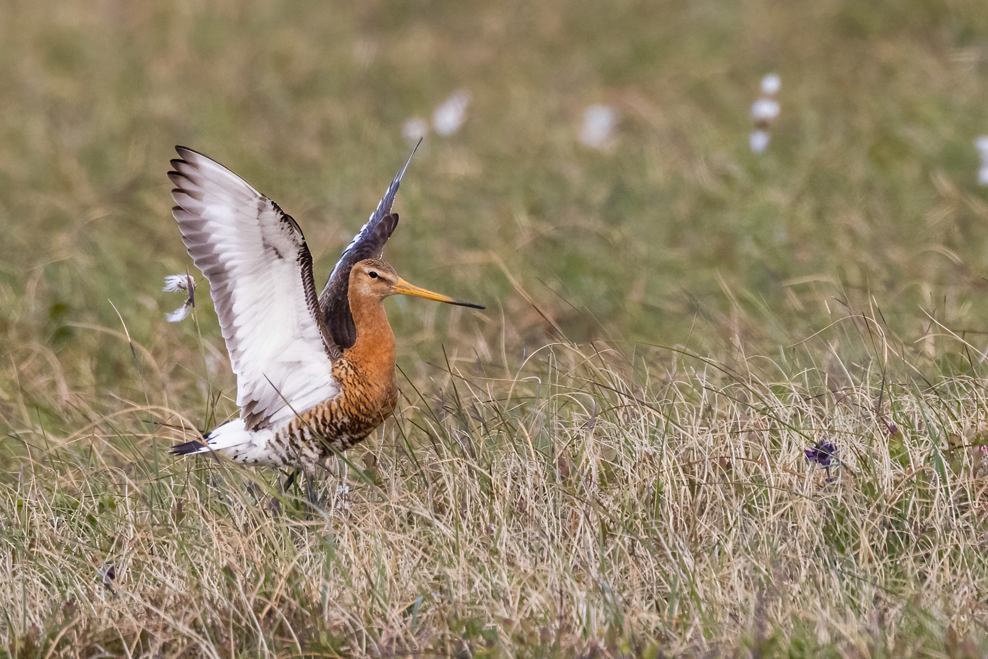 Black-tailed Godwit