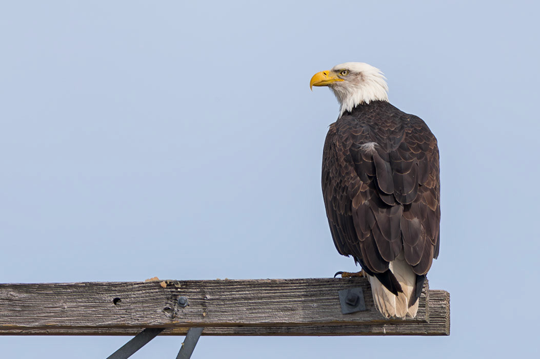 Bald Eagle