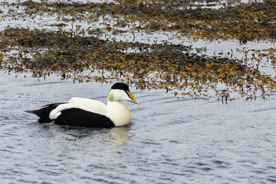 Common Eider male