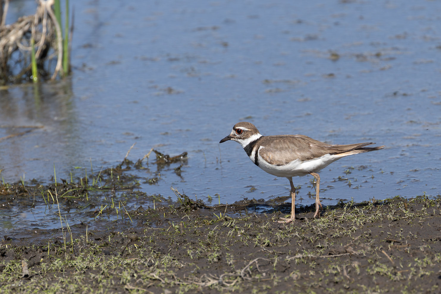 Killdeer