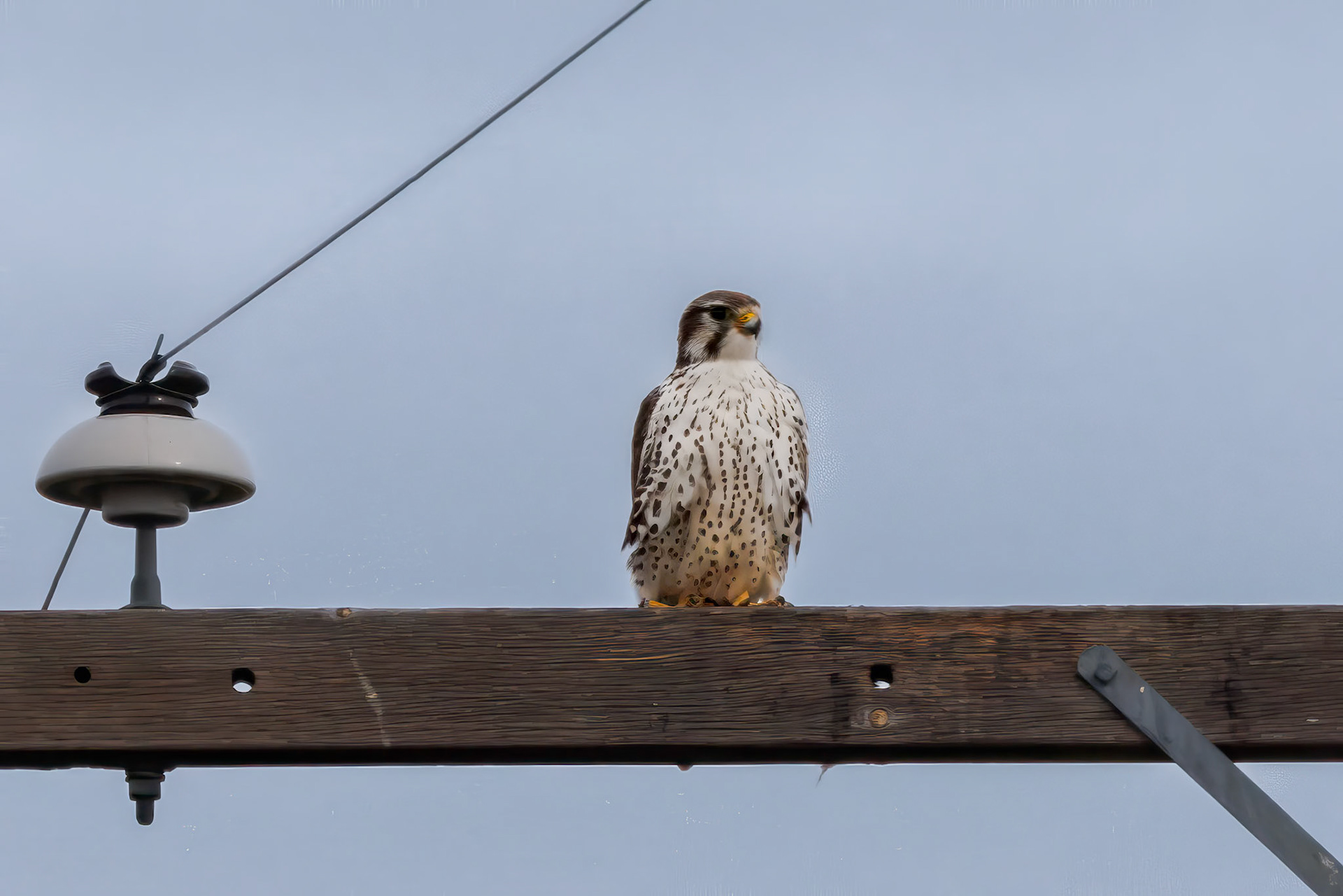 Prairie Falcon