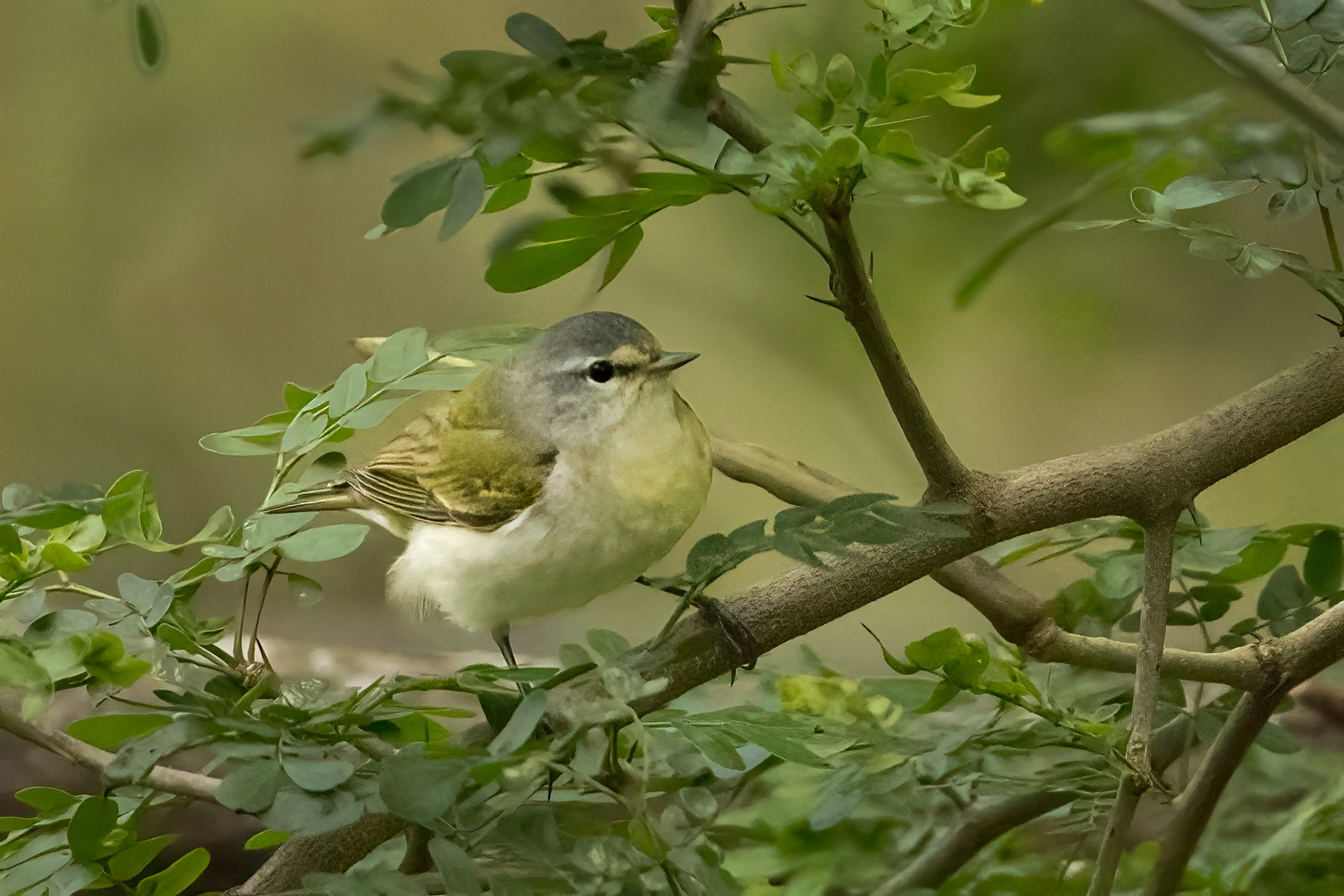 Tennessee Warbler