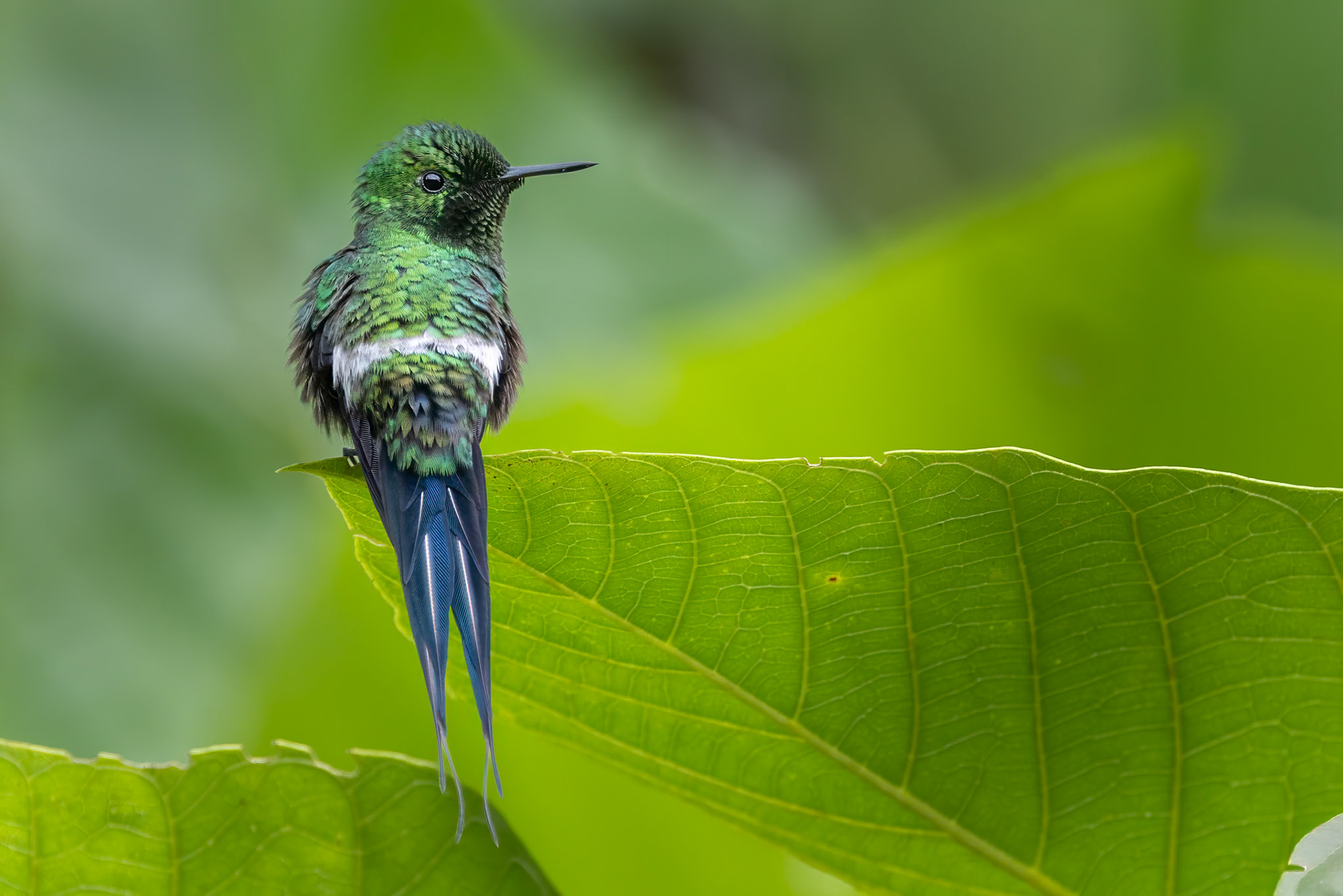 Male Green Thorntail