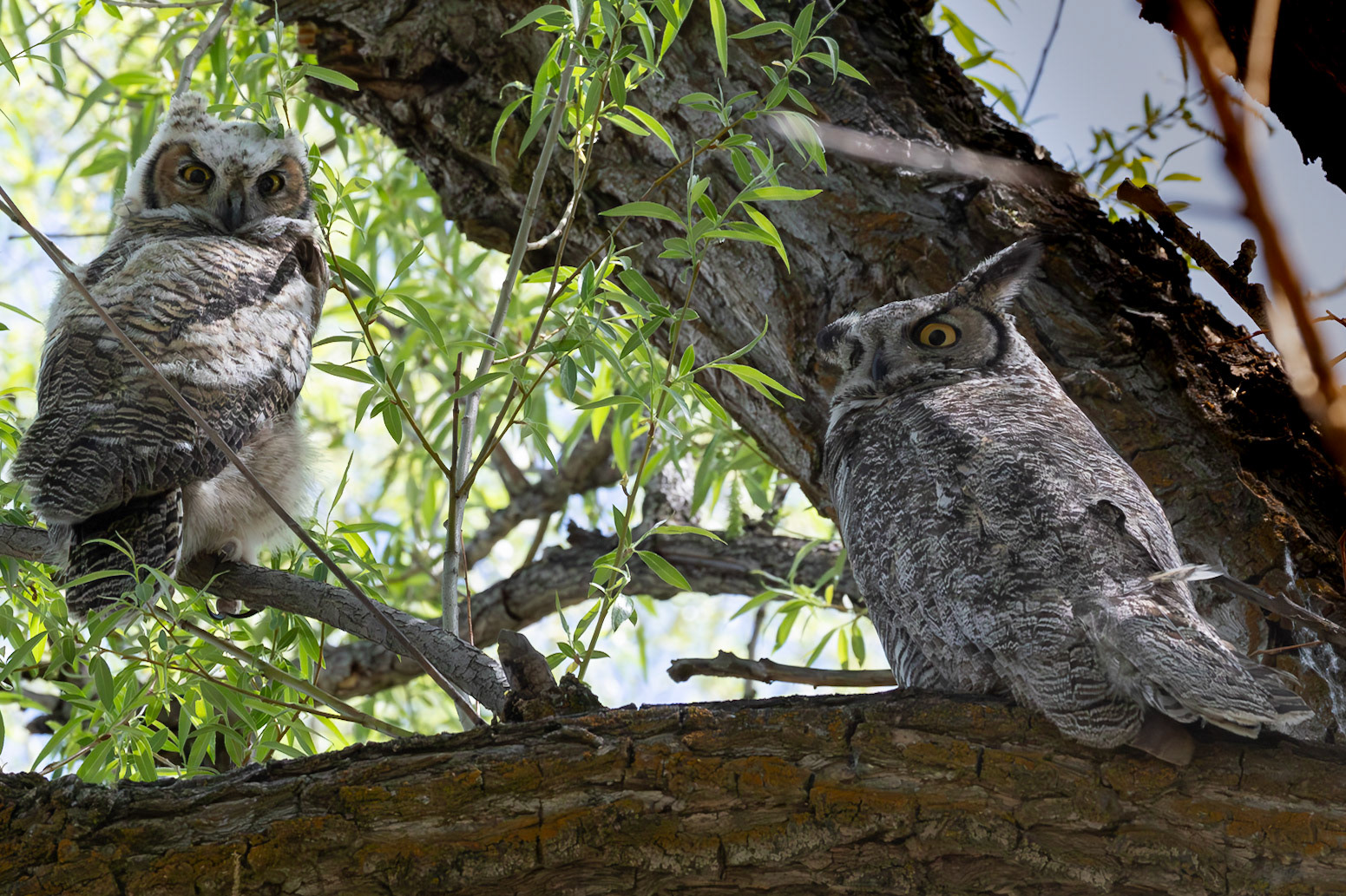Mom and Baby Great Horned Owl