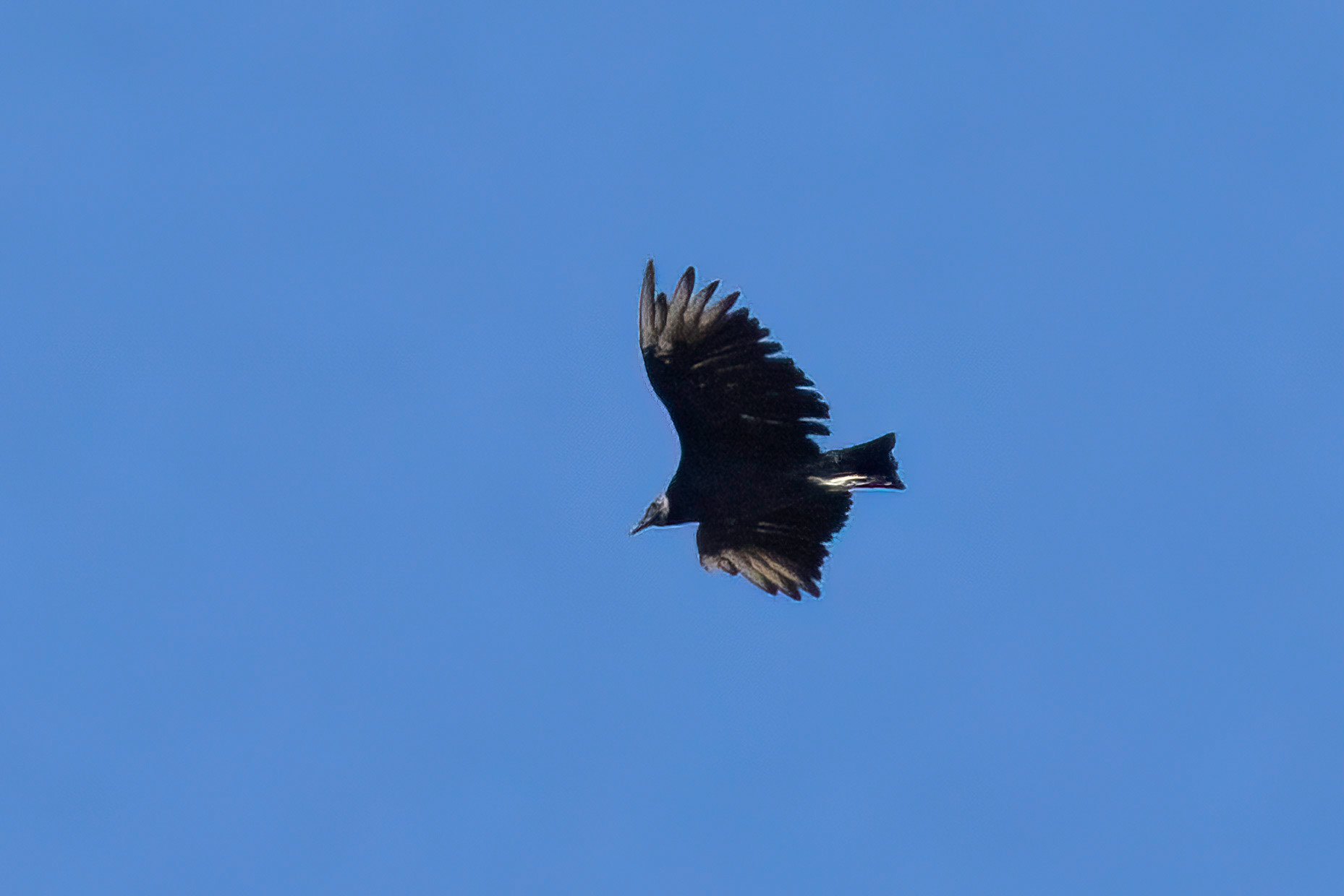 Black Vulture