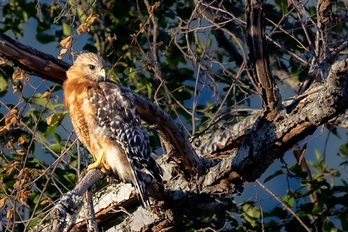 Red-shouldered Hawk