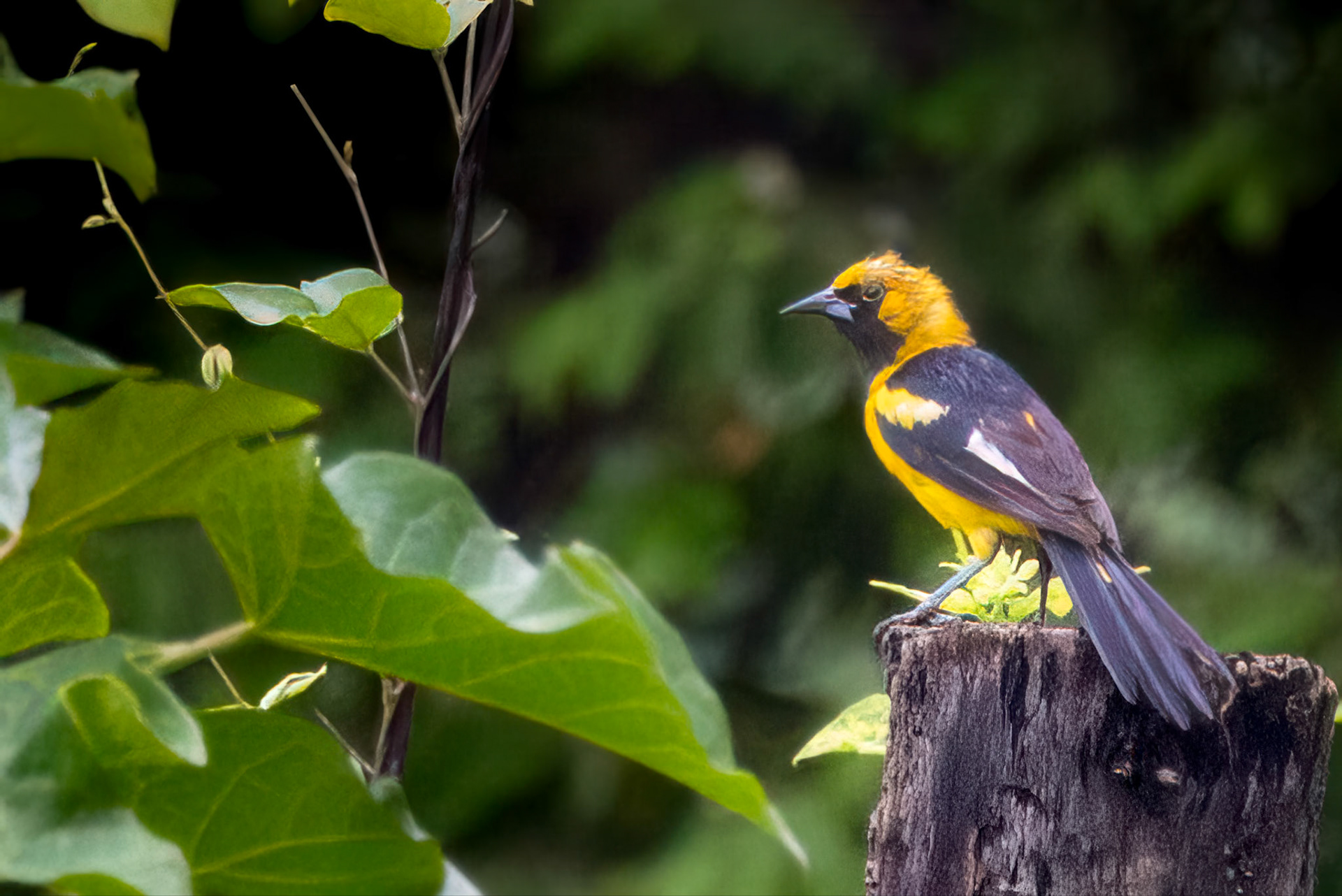 White-edged Oriole