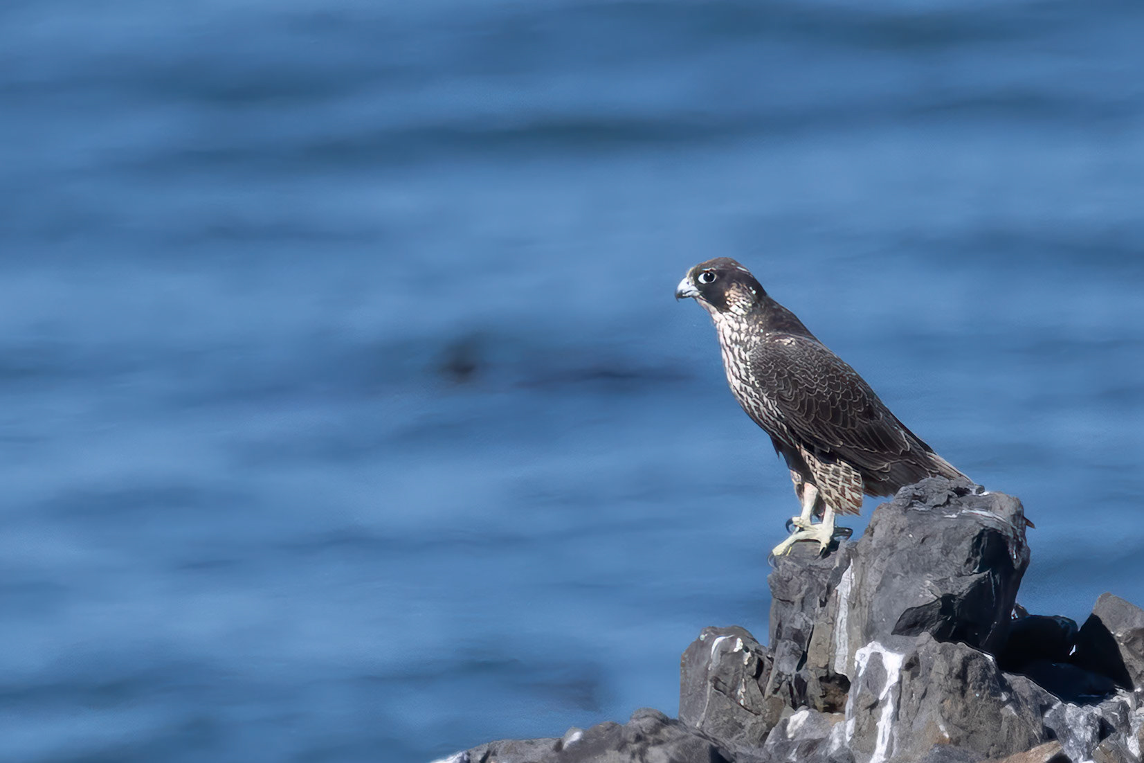 Peregrine Falcon
