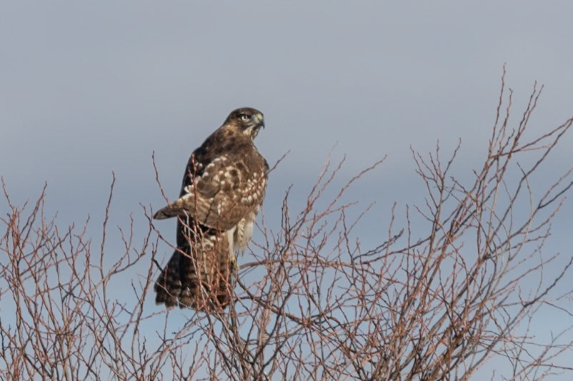 Red-tailed Hawk