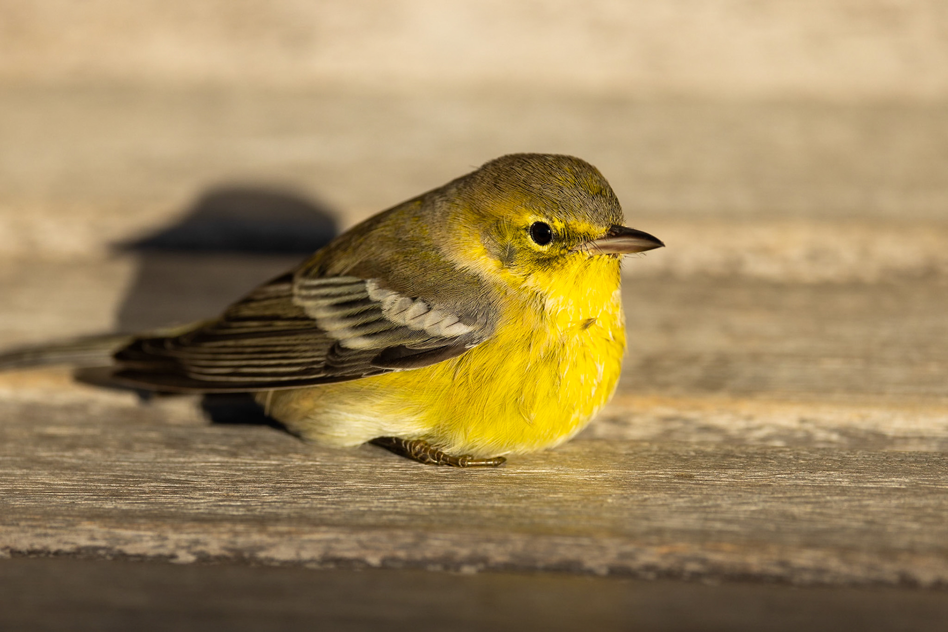 Pine Warbler