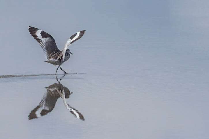 Willet