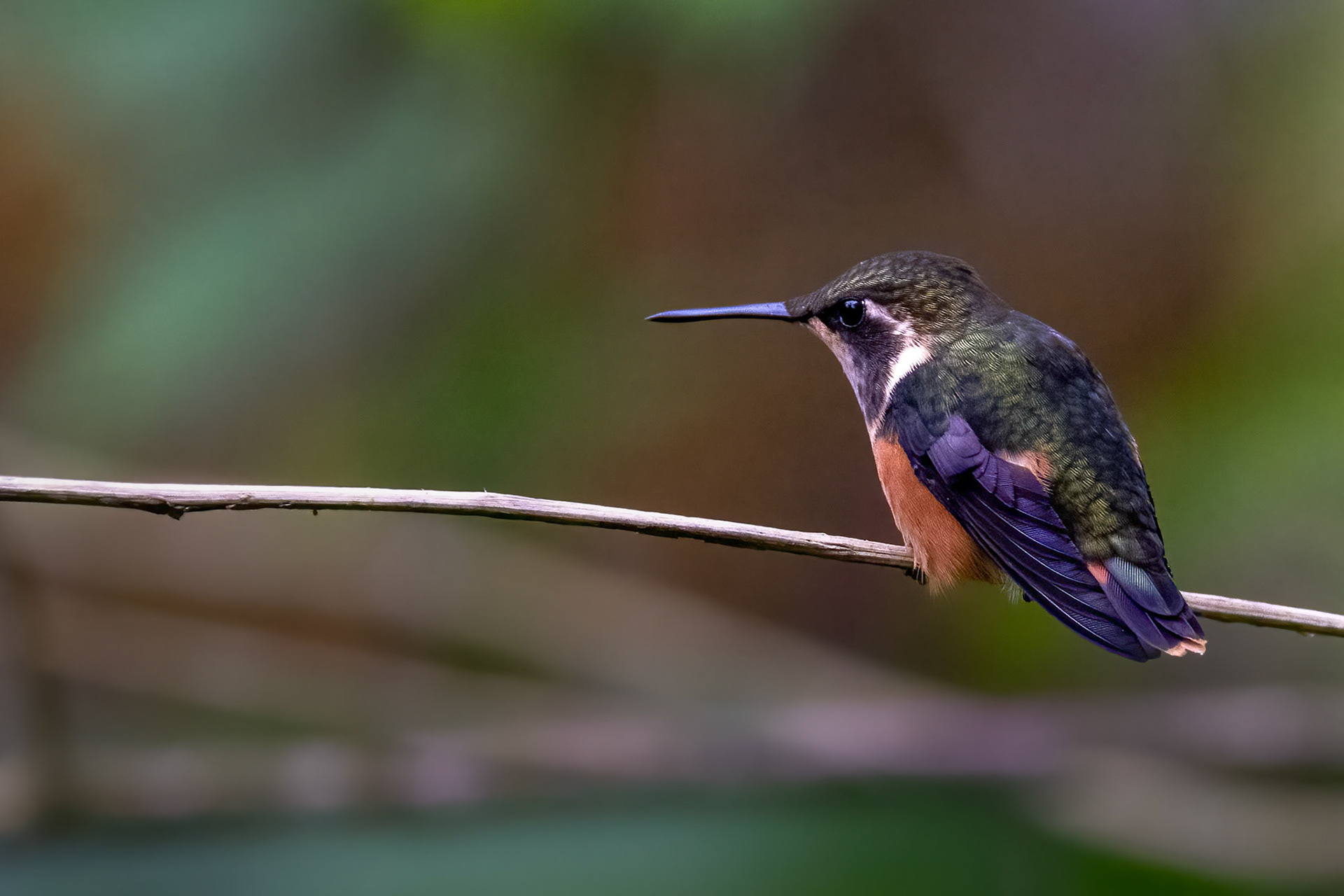 Purple-throated Woodstar