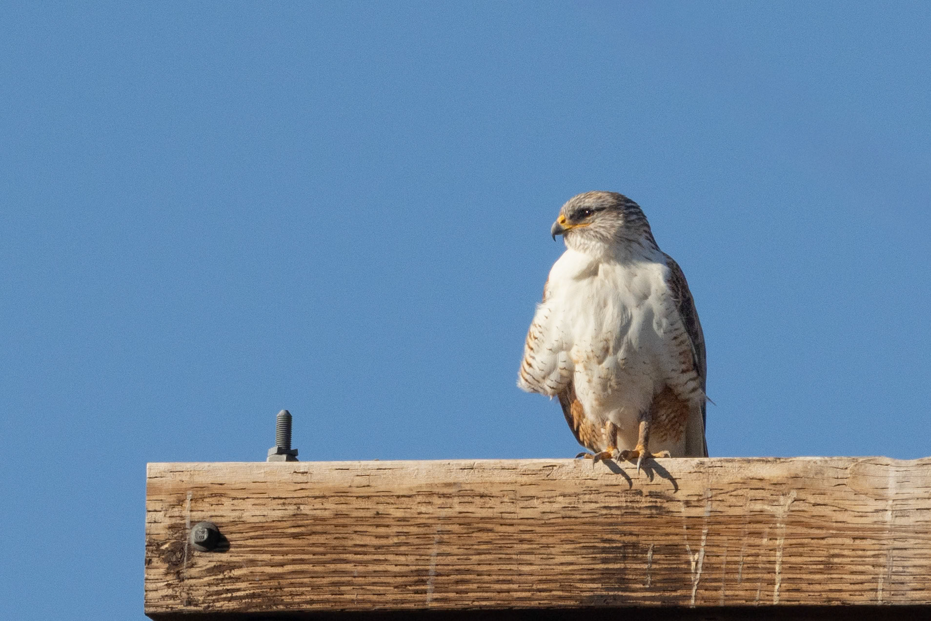 Ferruginous Hawk