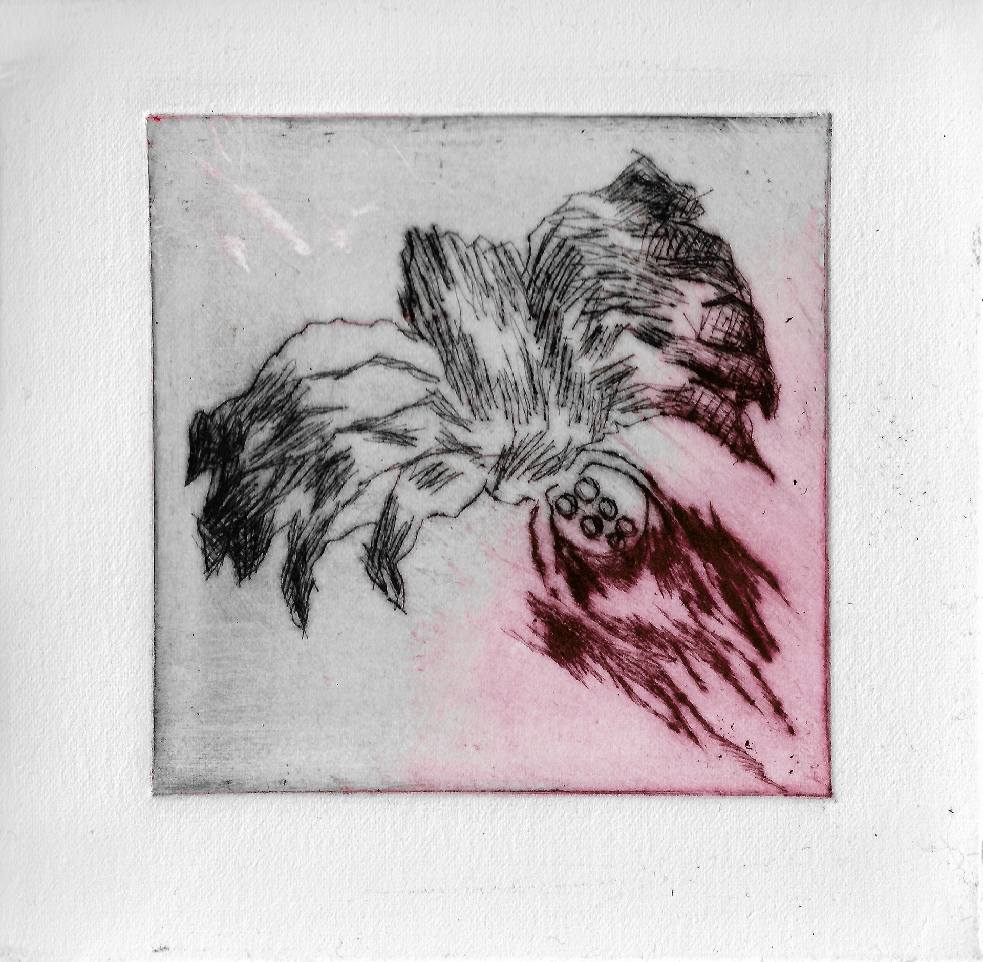 vampire spider-blood, 10x10cm, drypoin on paper, 2024
