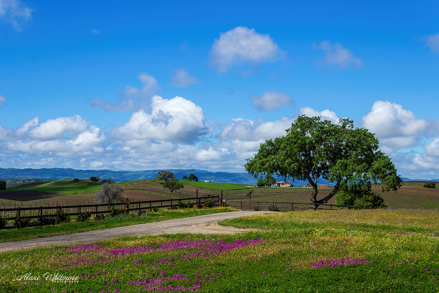 Springtime in the North County