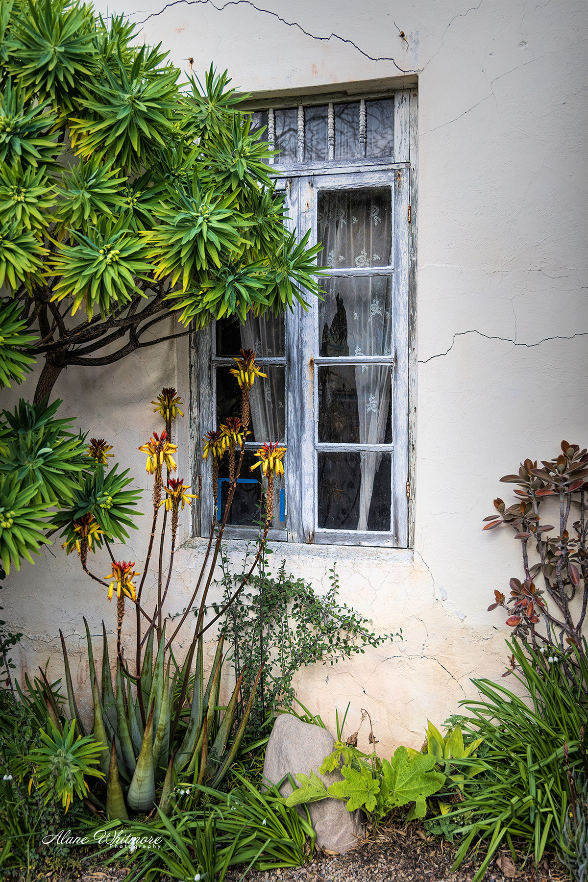 Harmony Window