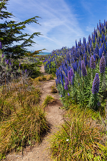 Moonstone Lupine