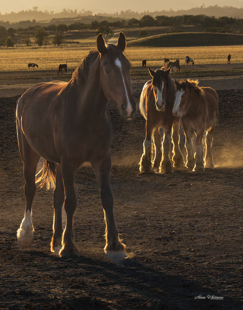Horses at Dusk