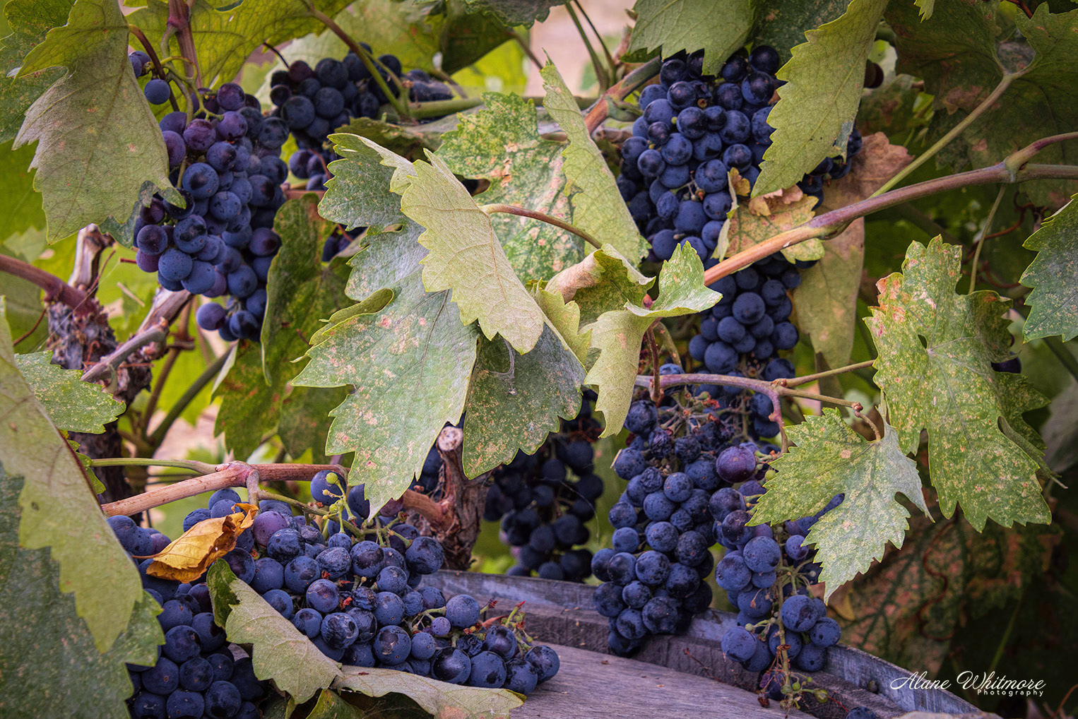 The Grapes of Wine
