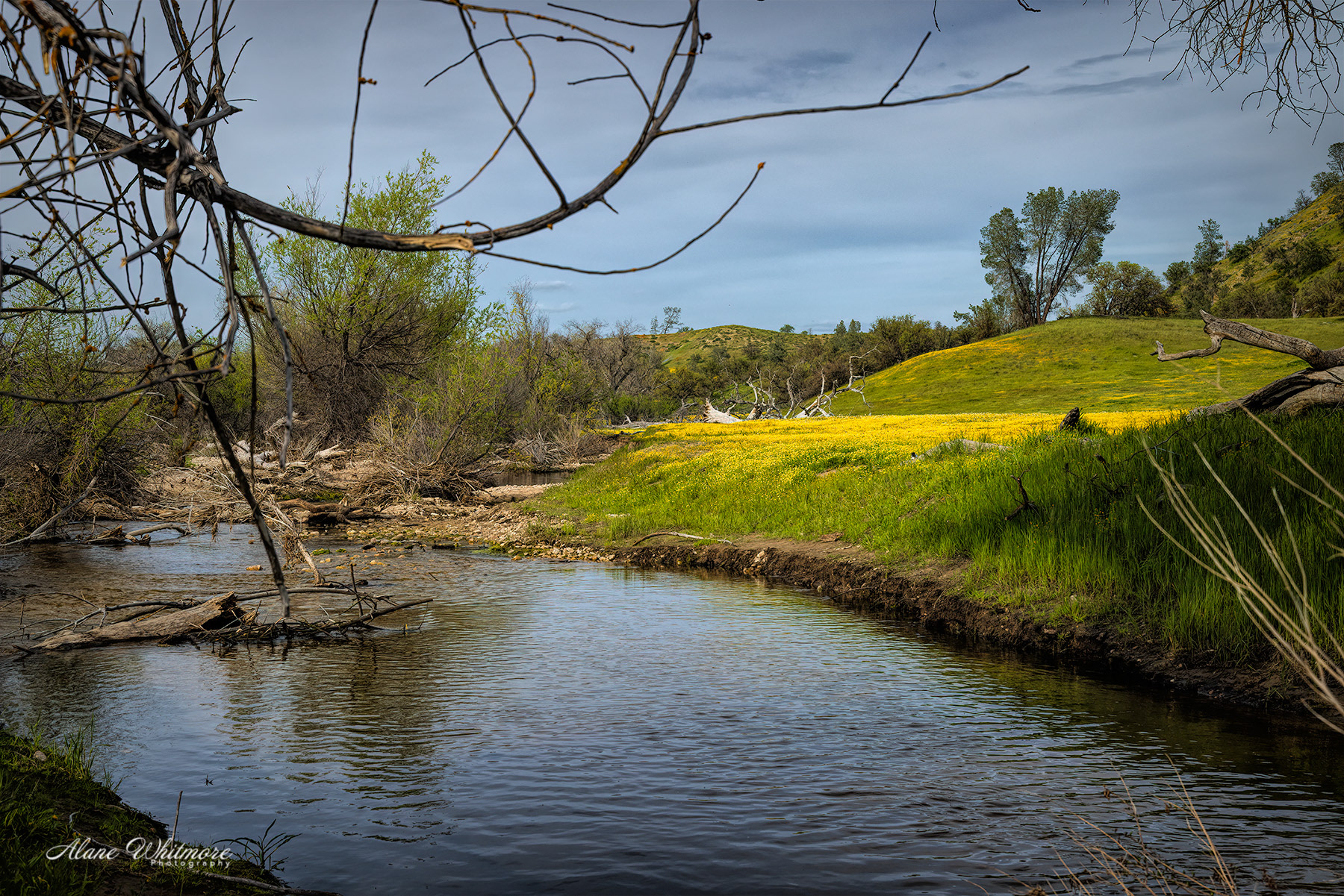 Shell Creek & Wildflowers