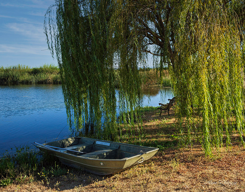 Under the Willow