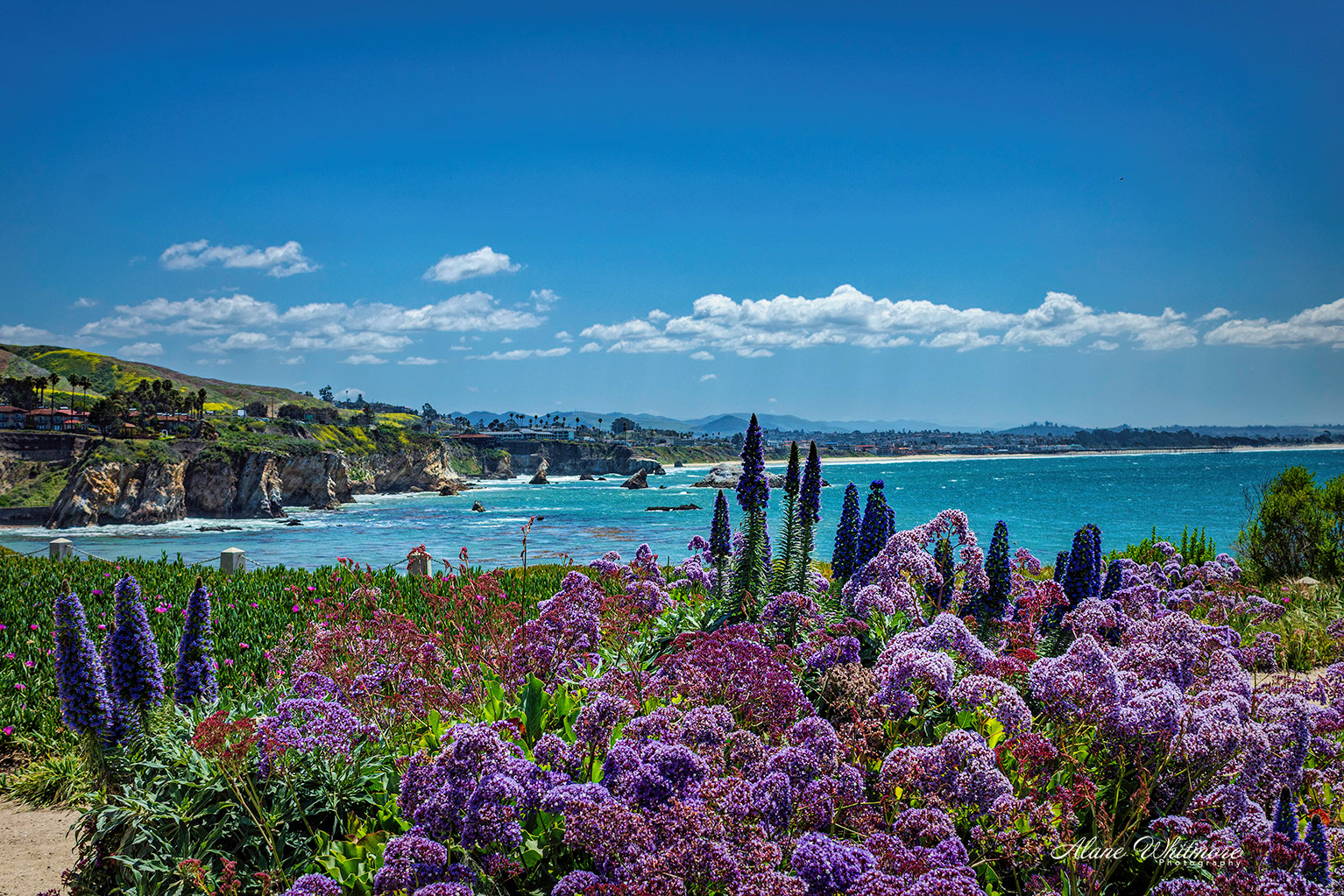 Springtime in Shell Beach