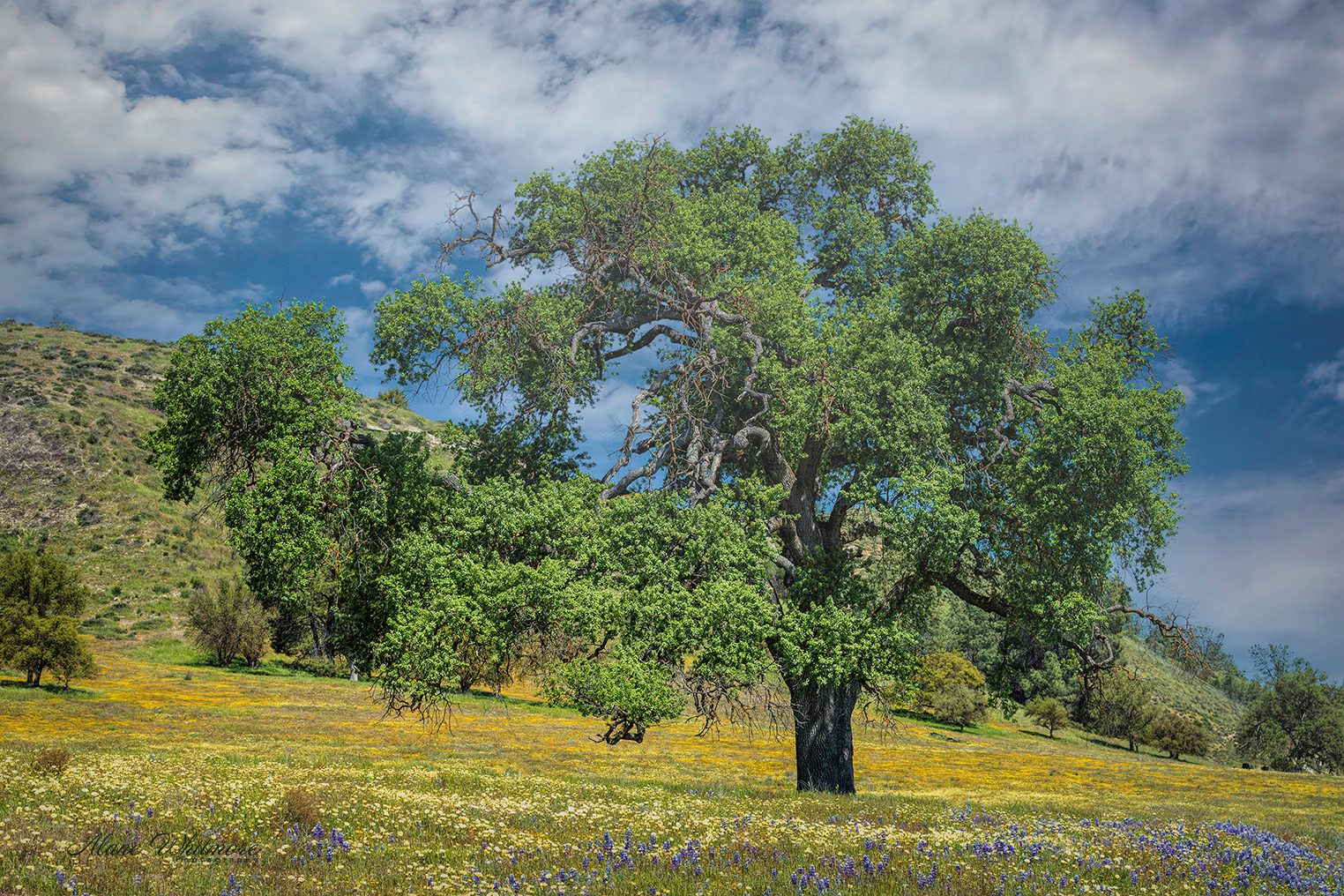 Shell Creek Spring